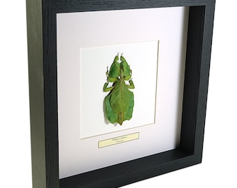 Choose your frame! Mounted insect: Phyllium celebicum