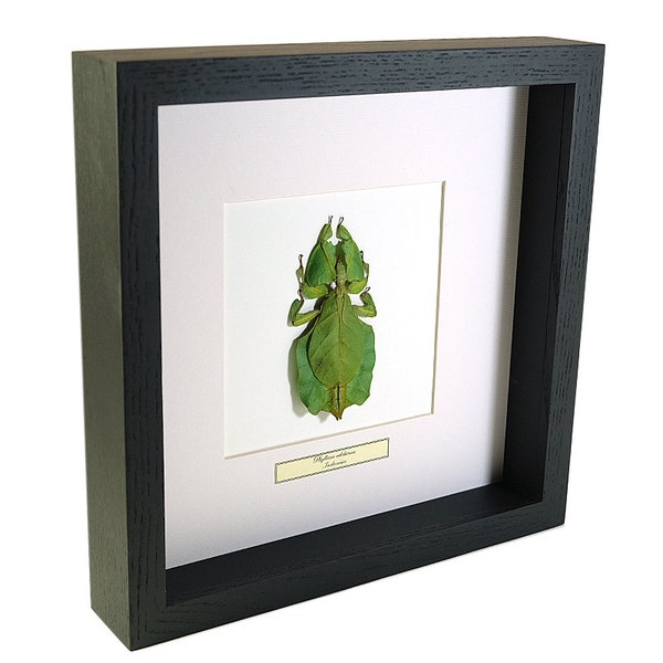 Choose your frame! Mounted insect: Phyllium celebicum