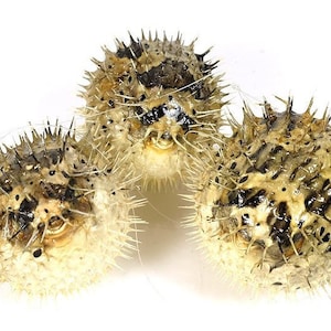 Porcupine fish