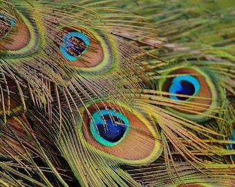 Peacock feathers 100 cm (10 + 1 free)