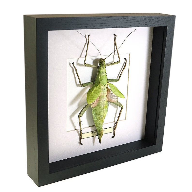 Choose Your Frame Mounted Insect Heteropteryx Dilatata Etsy