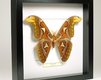 Kies je lijst! Opgezette vlinder: Attacus Atlas