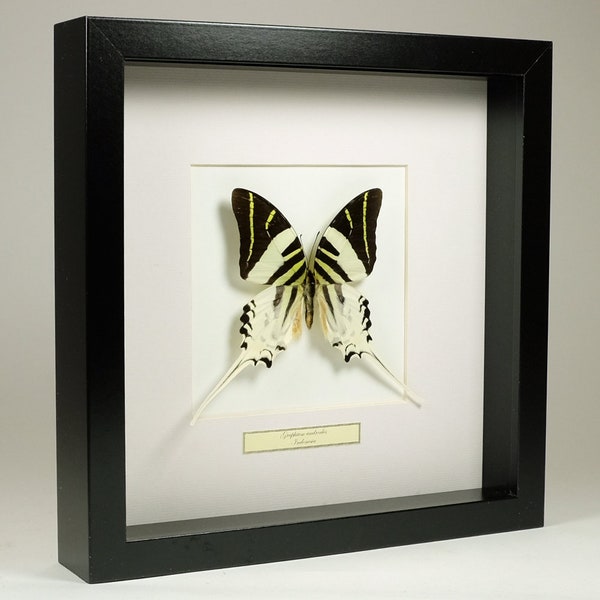 Choose your frame! Mounted butterfly: Graphium Androcles