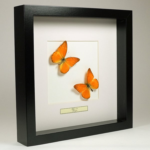 Choose your frame! Mounted butterflies: Appias Nero