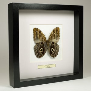 Scegli la tua cornice! Farfalla montata: Caligo Sp.