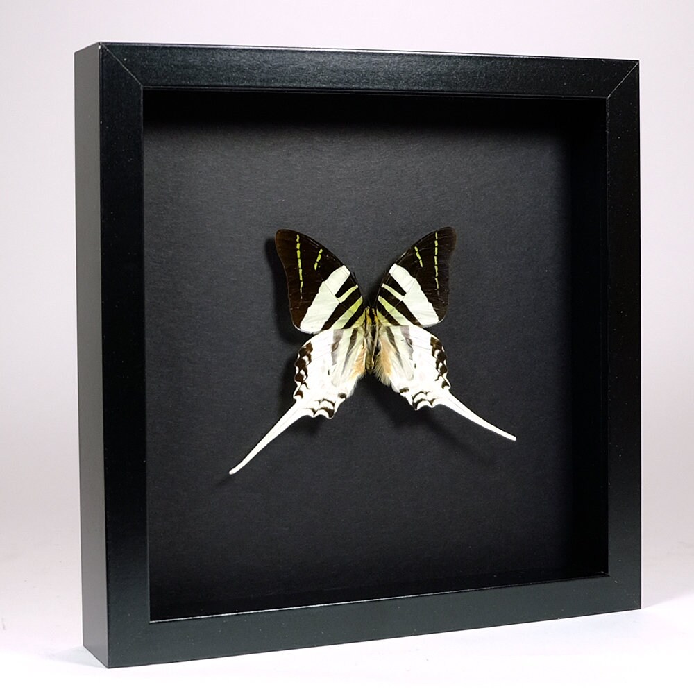 Choose Your Frame Mounted Butterfly: Graphium Androcles - Etsy