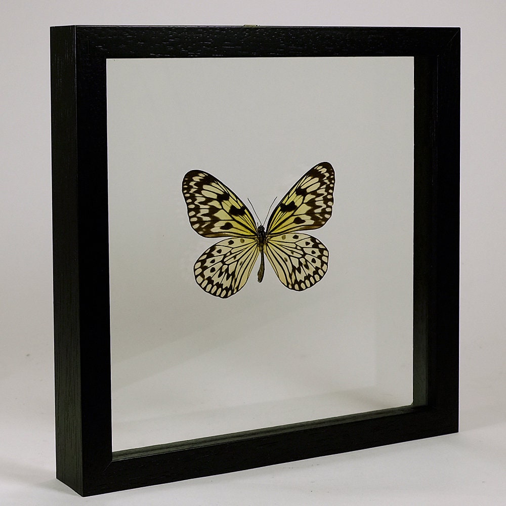 Choose Your Frame Mounted Butterfly: Idea Leuconoe Obscura - Etsy