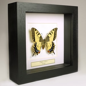 Op de afbeelding: Een ingelijst vlinder exemplaar met een geel en zwart gepatroneerd lichaam. De vlinder is gemonteerd op een witte achtergrond met een label waarop "Papilio machaon Europe" staat.