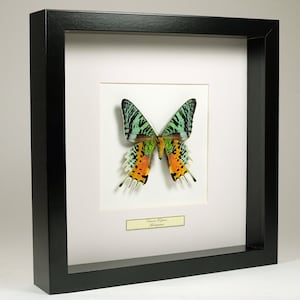 Choose your frame! Mounted butterfly: Urania Ripheus