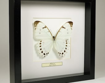 Choose your frame! Mounted butterfly: Morpho Luna