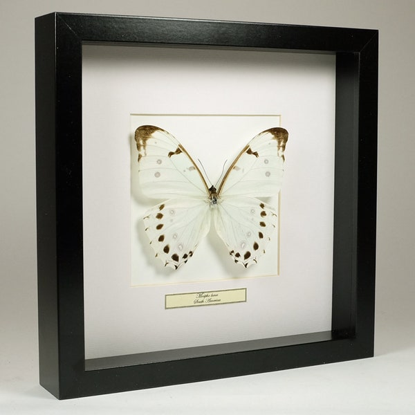 Choose your frame! Mounted butterfly: Morpho Luna