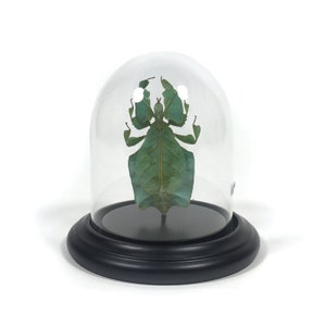 Glass dome with Leaf bug (Phyllium sp.) - Glass dome with a walking leaf (phyllium sp.) -