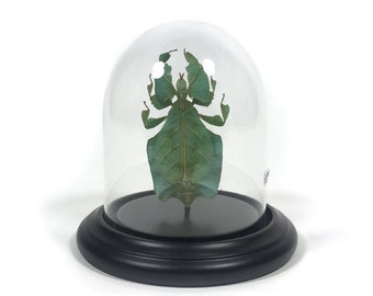 Glass dome with Leaf bug (Phyllium sp.) - Glass dome with a stick insect (phyllium sp.) -