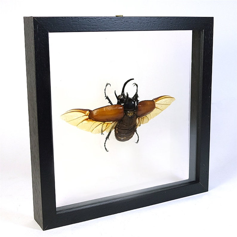 Choose Your Frame Mounted Insect Eupatorus Gracilicornis Etsy