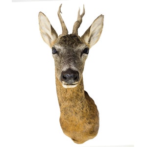 Mounted