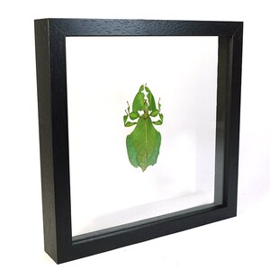 Choose your frame Mounted insect: Phyllium celebicum image 3