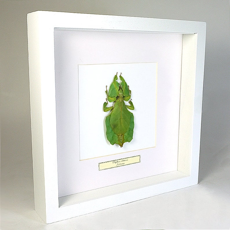 Choose your frame Mounted insect: Phyllium celebicum image 2
