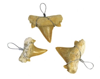 Shark tooth on pendant