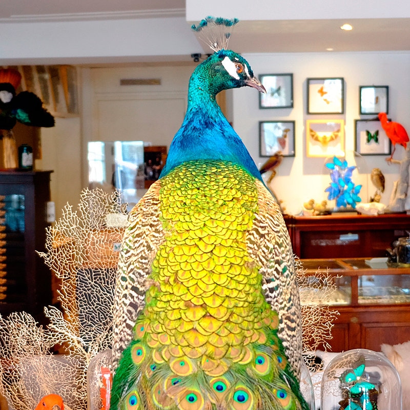 剥製の孔雀 - Etsy 日本