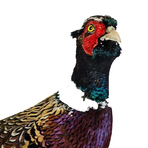Può includere: Primo piano della testa e della parte superiore del corpo di un fagiano su sfondo bianco. L'uccello ha la faccia rossa, un occhio giallo e un collo nero con piume iridescenti blu e verdi. Le piume del corpo sono un mix di marrone, viola e oro.