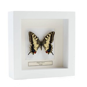 Op de afbeelding: Een witte ingelijste vitrine met een geconserveerde swallowtail-vlinder. De vlinder heeft zwarte en gele vleugels met rode vlekken. Het label onder de vlinder luidt "Papilio machaon Europe".