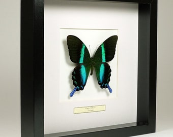 Choose your frame! Mounted butterfly: Papilio Blumei