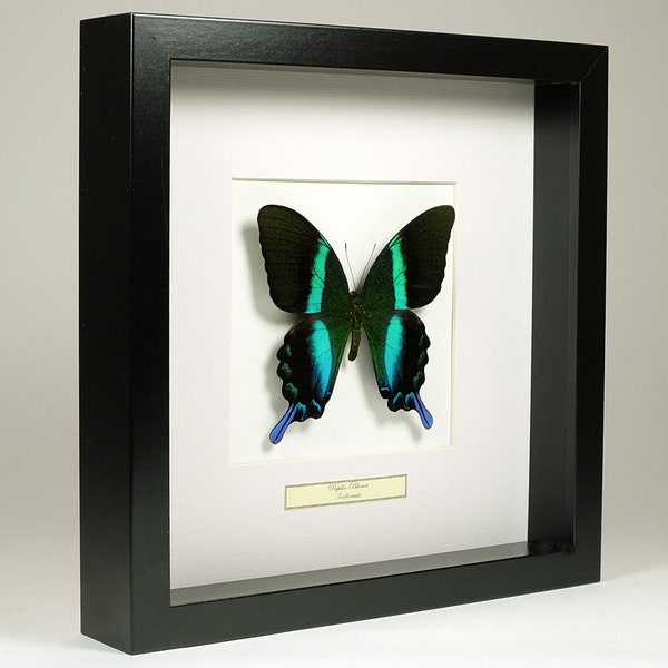 Choose your frame! Mounted butterfly: Papilio Blumei