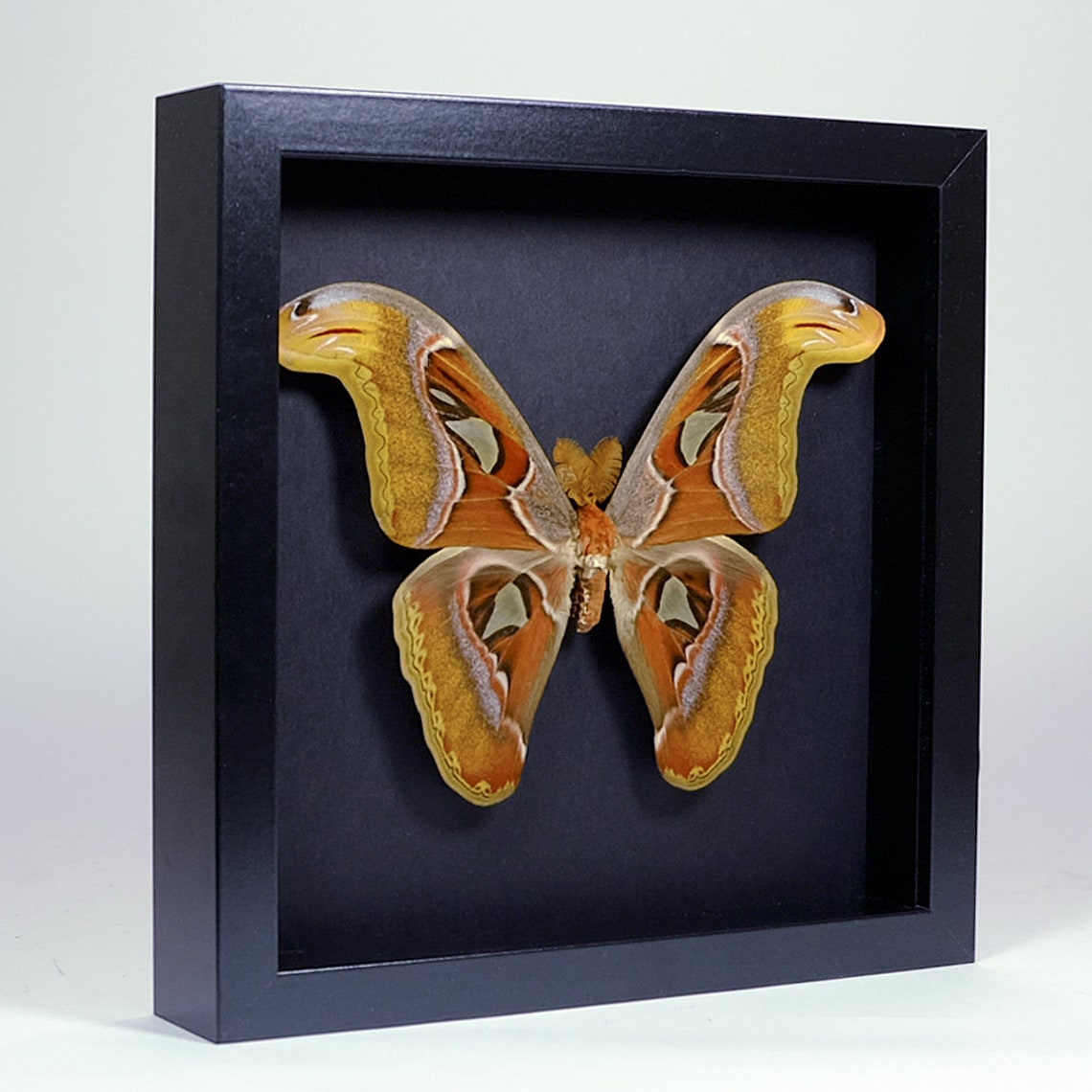 Choose Your Frame Mounted Butterfly: Attacus Atlas | Etsy