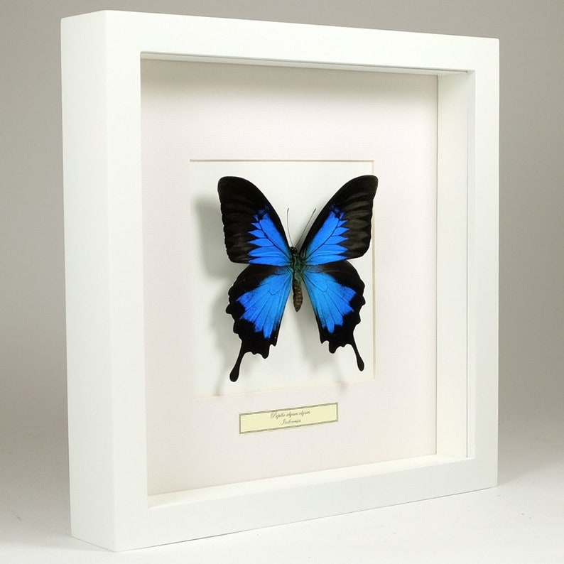Luminexia Echter Schmetterling Präparat - Natürliche Taxidermie Für Deko & Sammler