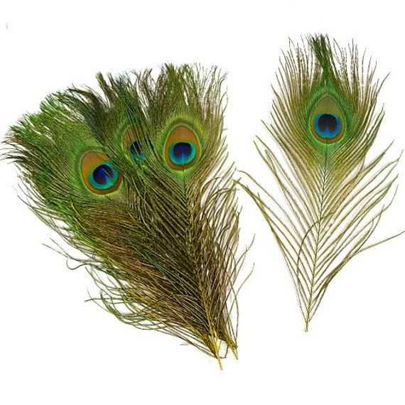 Natural Peacock Feathers, 8-15 Inch Natural Peacock Bird Feathers