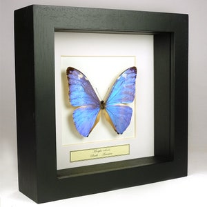 Choose your frame! Mounted butterfly: Morpho Adonis