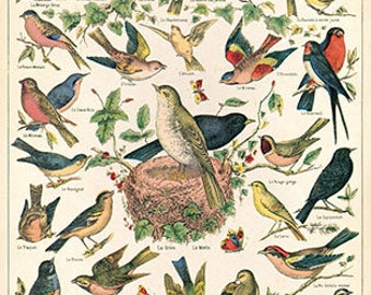 Wall Decoration: Vintage Bird Poster