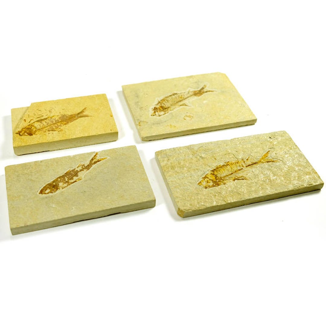 Real Fossil Fish in Stone for Sale per Unit Etsy