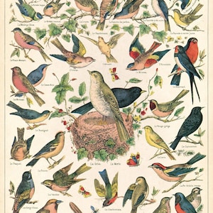 Decoración de pared: Póster de pájaro vintage