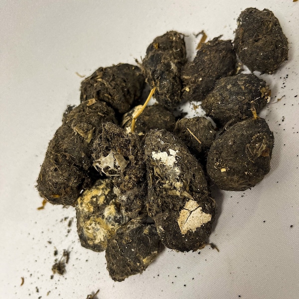 Owl Pellet Etsy