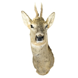 Mounted