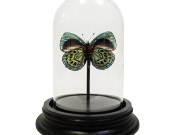 Stolp callithea leprieuri