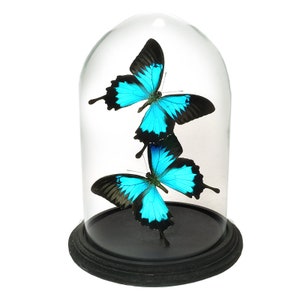 Glass dome with Papilio Ulysses (2)