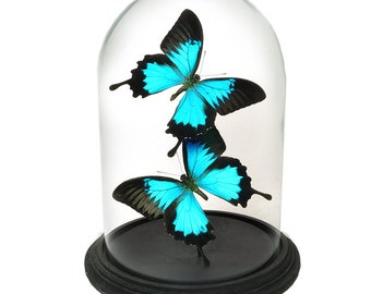 Campana de cristal con Papilio Ulises (2)