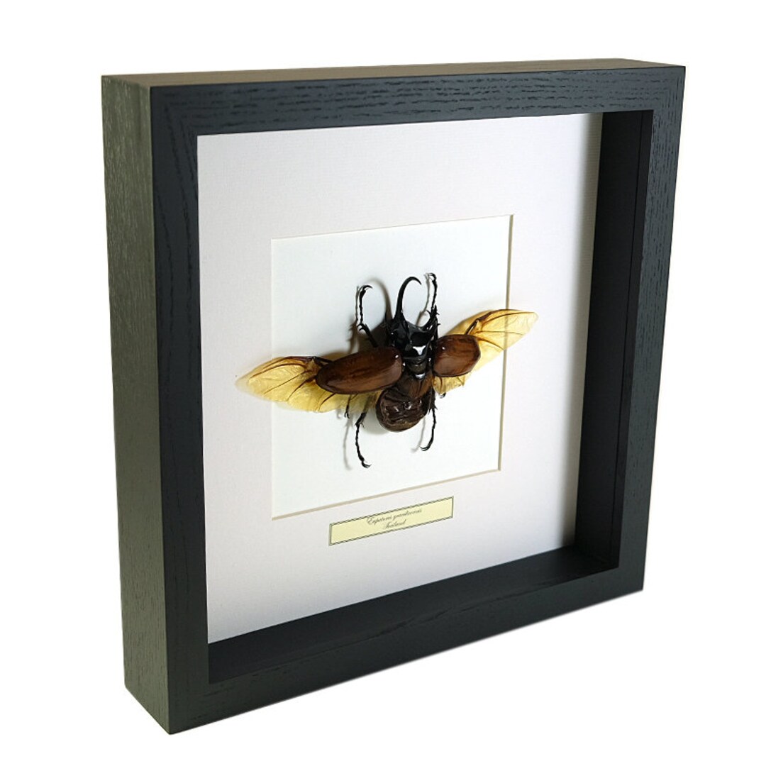 Choose Your Frame! Mounted Insect: Eupatorus Gracilicornis - Etsy