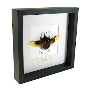 Choose your frame! Mounted insect: Eupatorus gracilicornis