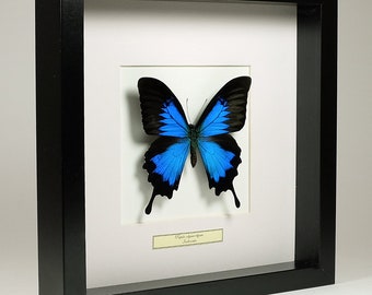 Choose your frame! Mounted butterfly: Papilio Ulysses