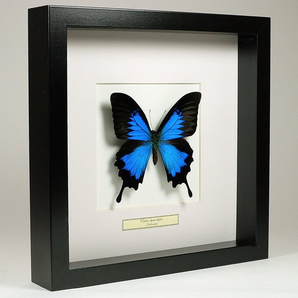 Choose your frame! Mounted butterfly: Papilio Ulysses