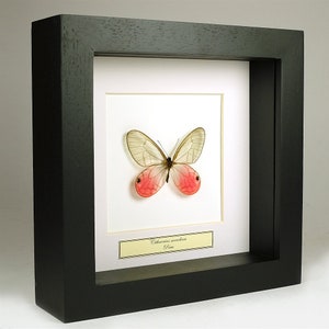 Könnte beinhalten: Ein gerahmtes Schmetterlingspräparat, das einen zarten Insektenflügel mit durchscheinenden Flügeln und leuchtend rosa Markierungen zeigt. Der Schmetterling ist auf einem weißen Hintergrund zentriert, der in einem schwarzen Holzrahmen eingefasst ist. Ein kleines Etikett darunter identifiziert die Art und Herkunft.