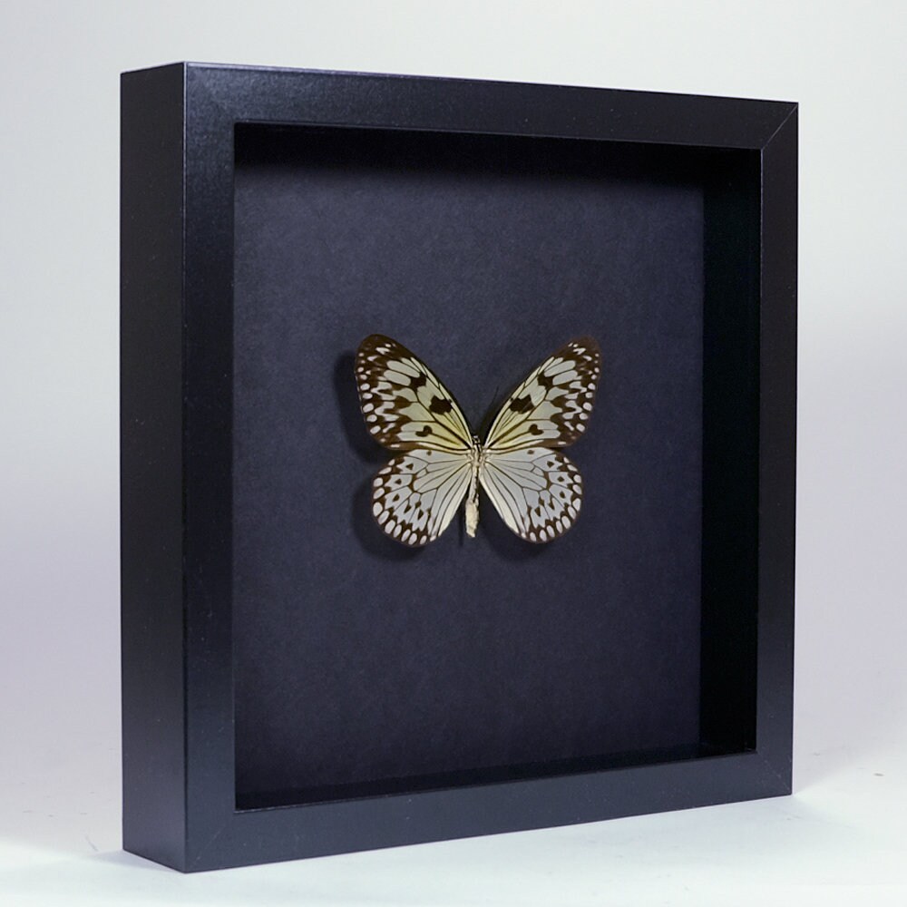 Choose Your Frame Mounted Butterfly: Idea Leuconoe Obscura - Etsy