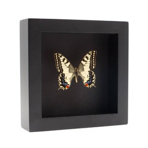 Op de afbeelding: Een zwarte geframed schaduwdoos met een geconserveerde swallowtail-vlinder erin. De vlinder heeft zwart-witte vleugels met rode accenten.