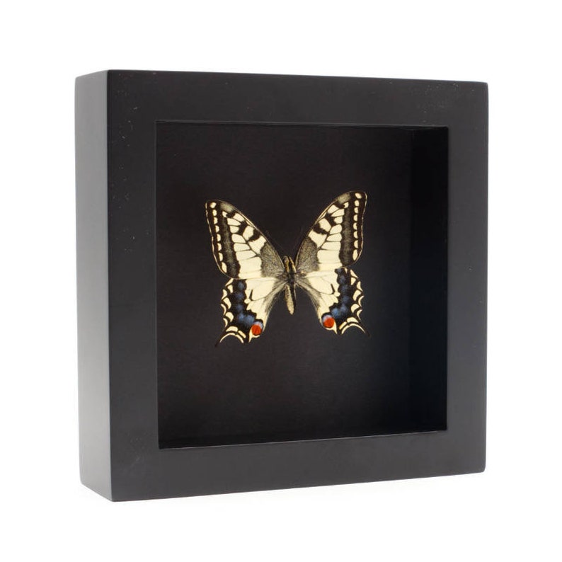 Op de afbeelding: Een zwarte geframed schaduwdoos met een geconserveerde swallowtail-vlinder erin. De vlinder heeft zwart-witte vleugels met rode accenten.