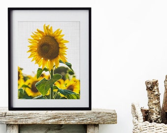 Farmhouse Decor, Wall Decor, Sunflowers, Boho, Nature Inspired, Nature Photography, Sunshine, Sunflower Decor