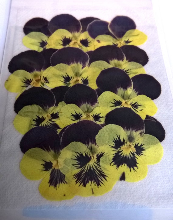 Fleurs Séchées Pour Diy Pensées 12 Altos Violetjaune