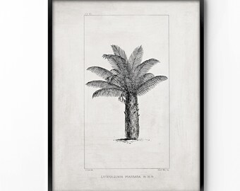 botanical wall art, printable art, wall decor, office decor, home decor, graphic art, art print, vintage botanical, instant download, palm